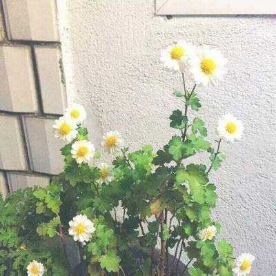 仙梦灵珑手游下载